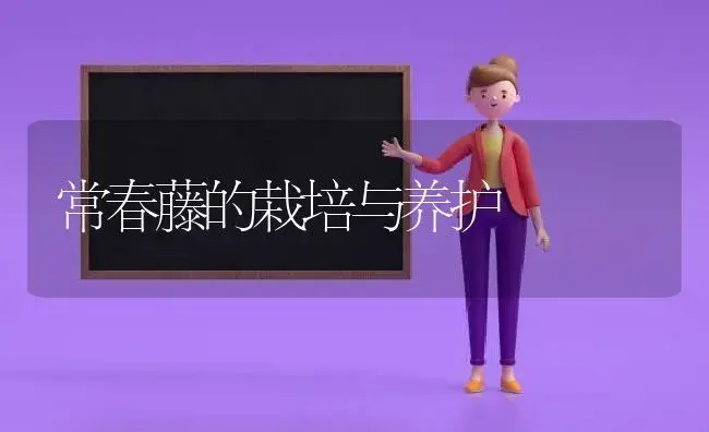 常春藤的栽培与养护 | 植物科普
