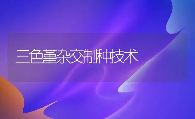 三色堇杂交制种技术 | 植物科普