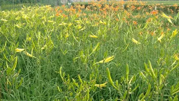 黄花菜种植时间  黄花菜栽培技术