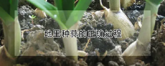 地里种蒜的正确过程