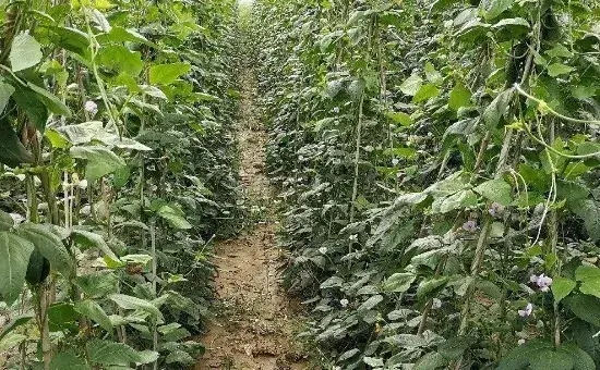 露地豆角种植时间和方法