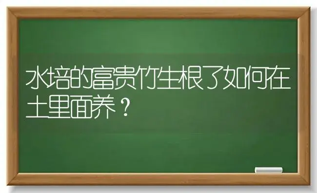 水培的富贵竹生根了如何在土里面养？ | 植物问答