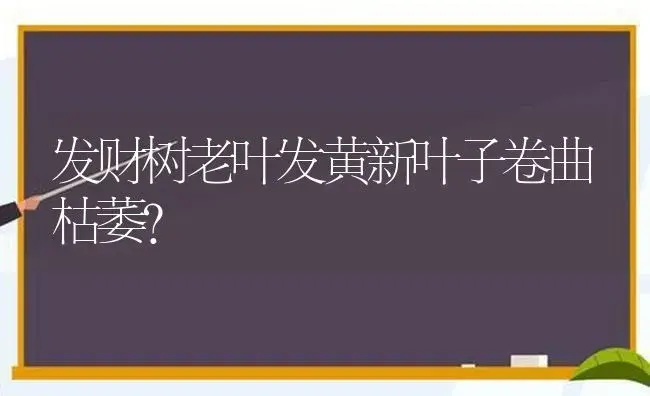 发财树老叶发黄新叶子卷曲枯萎？ | 植物问答