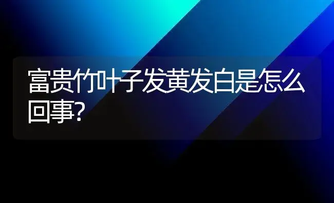 富贵竹叶子发黄发白是怎么回事？ | 植物问答