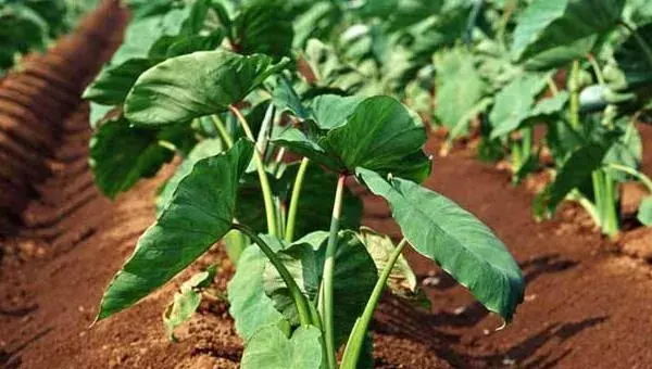 香芋亩产多少斤 香芋的种植技术与管理方法