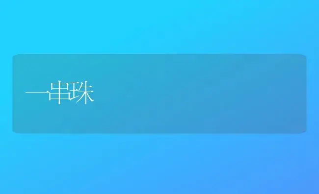 一串珠（图） | 植物知识