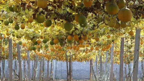 瓜蒌科学种植技术