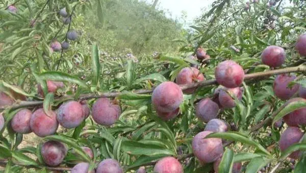 种李子果实内部生虫子的防治