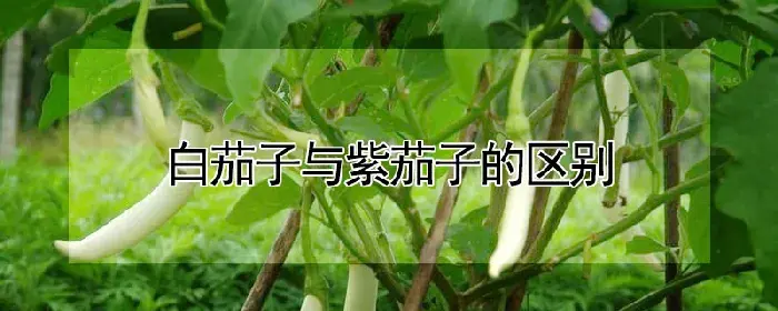 白茄子与紫茄子的区别