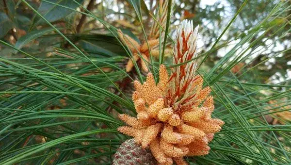 松树会开花吗？松树种植技术