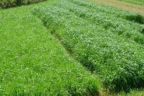 4个目前农村热门种植项目，好种而且效益高