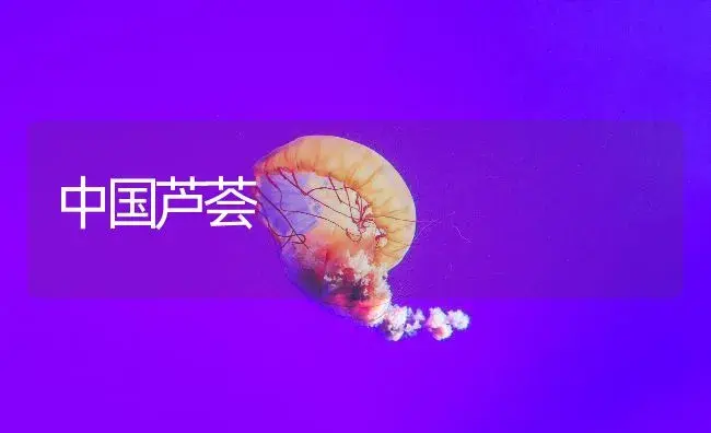 中国芦荟 | 植物知识