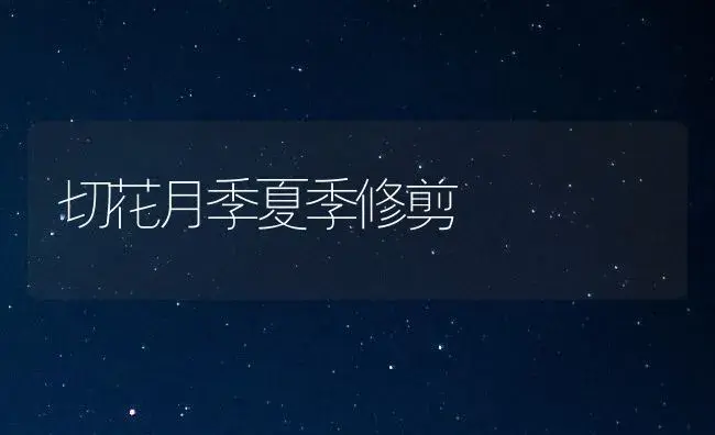 切花月季夏季修剪 | 植物知识