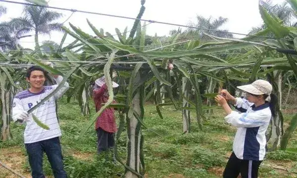 火龙果修剪注意事项及技巧