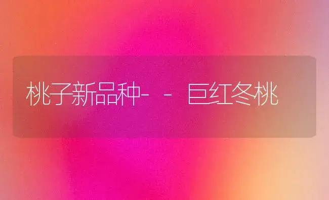 桃子新品种--巨红冬桃 | 植物百科