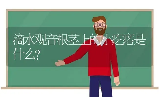 滴水观音根茎上的小疙瘩是什么？ | 植物问答