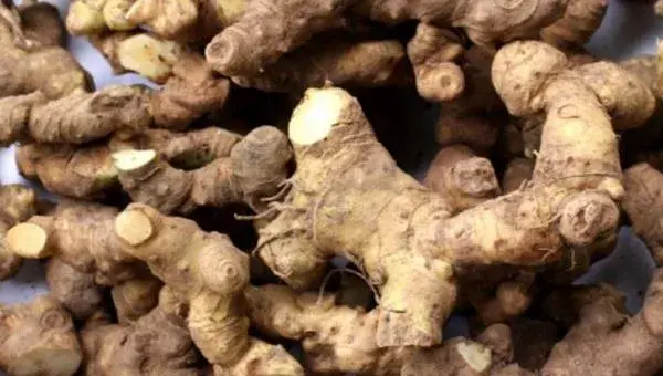 黄精种植新技术