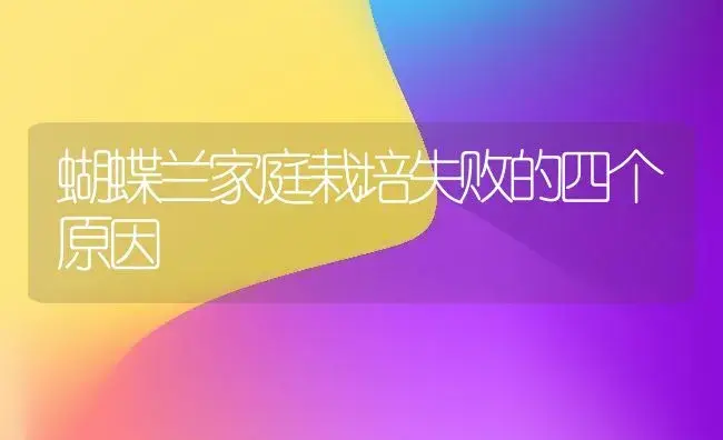 蝴蝶兰家庭栽培失败的四个原因 | 植物科普