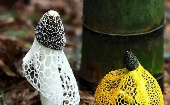 竹荪常见的种植方式，分别介绍压块、直播和室内箱栽培