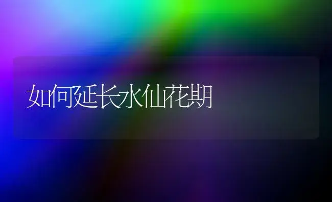 如何延长水仙花期 | 植物知识
