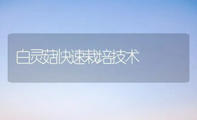 白灵菇快速栽培技术 | 植物科普