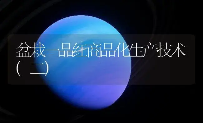 盆栽一品红商品化生产技术(二) | 植物知识