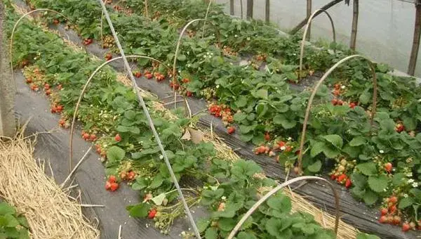 草莓苗市场价格多少钱一棵 草莓苗种植方法