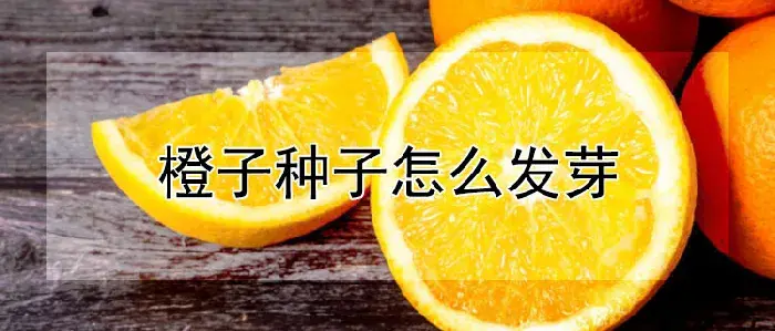 橙子种子怎么发芽