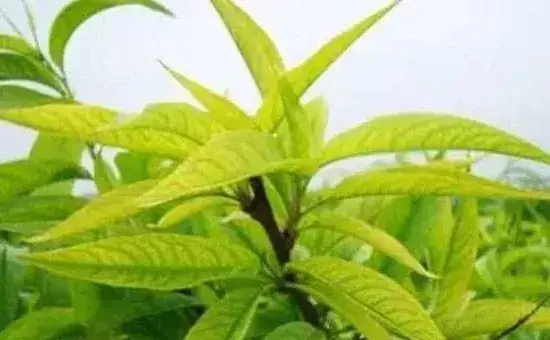 桃树叶片发黄的原因及防治措施