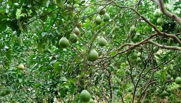 马家柚种植方法