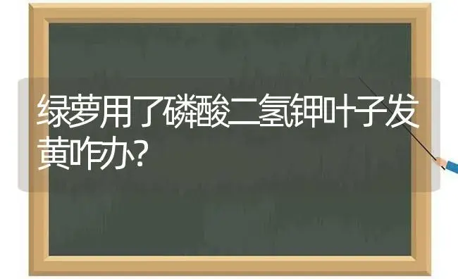 绿萝用了磷酸二氢钾叶子发黄咋办？ | 植物问答