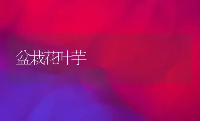 盆栽花叶芋 | 植物知识