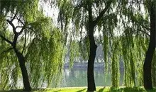 柳树栽培技术