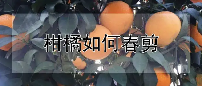 柑橘如何春剪