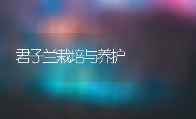 君子兰栽培与养护 | 植物科普
