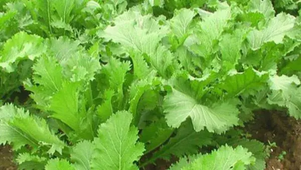 2018种芥菜赚钱吗？芥菜种植的利润与投资成本及前景预测
