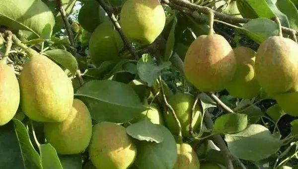 梨树种植时间和方法