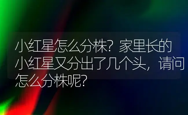 小红星怎么分株？家里长的小红星又分出了几个头，请问怎么分株呢？ | 植物问答