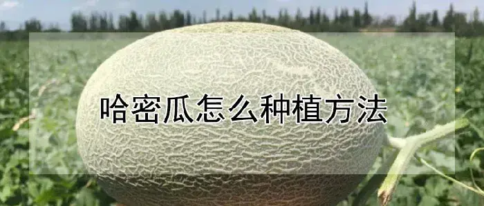 哈密瓜怎么种植方法