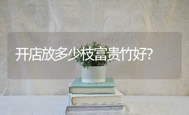 开店放多少枝富贵竹好？ | 植物问答