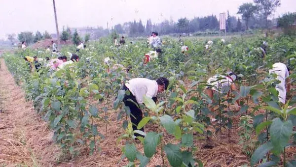 杜仲种植技术 杜仲种植时间及方法