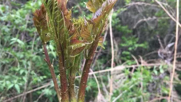 刺老包种植技术