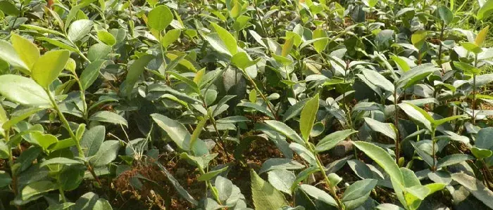 茶苗栽培种植技术