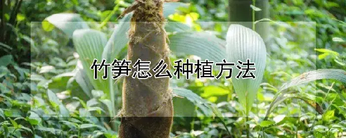 竹笋怎么种植方法