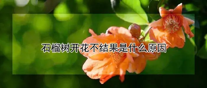 石榴树开花不结果是什么原因