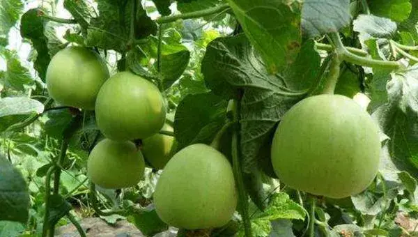 露地甜瓜种植技术 甜瓜最晚几月份种植