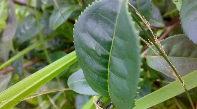 茶毛虫的防治方法