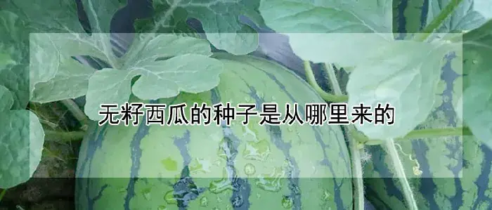 无籽西瓜的种子是从哪里来的