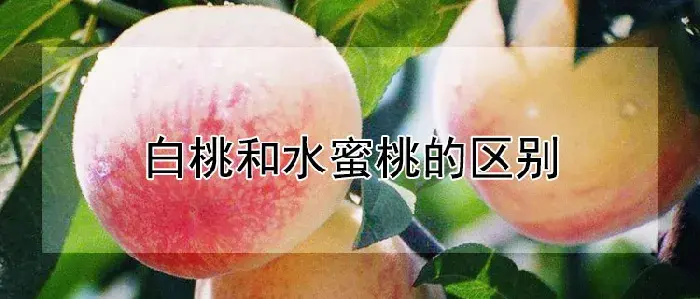 白桃和水蜜桃的区别