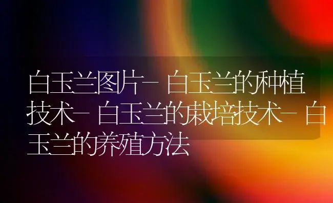 白玉兰图片-白玉兰的种植技术-白玉兰的栽培技术-白玉兰的养殖方法 | 植物知识